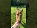 Bambi Naturelovers Nature Forest Deer Fawn Fawns олень бемби Germanshepherd Shepherd Bambi Naturelovers Nature Forest Deer Fawn Fawns олень бемби Germanshepherd Shepherd