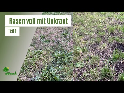 Video: Einen Rasen voller Unkraut verbessern