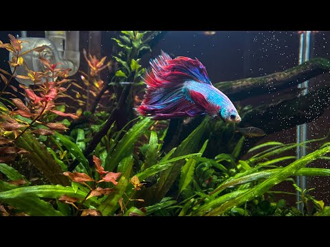 Aquascape Maintenance Video