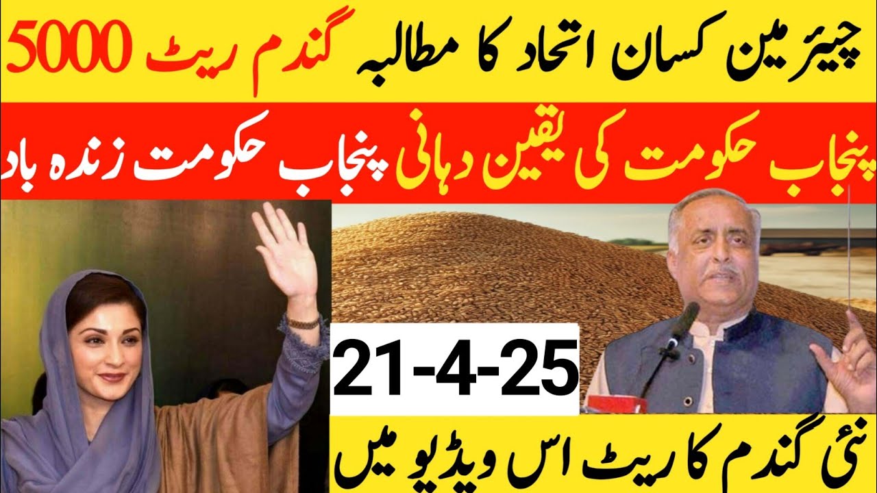 Wheat support price in Punjab 2025ll new Gundam rate ll گندم کی امدادی ...