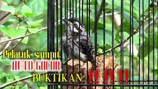 Simpel ‼ Cara merawat pelatuk sampit cepat GACOR