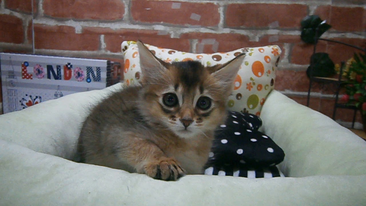 ペットショップCoo&RIKU　No.377536　ソマリ