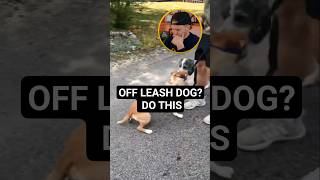 How to handle an off leash dog approaching you and prevent a fight