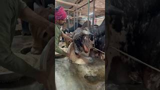 Bowl filled #fypシ゚viral #strongbull #shortsfeed #farming #animals #short