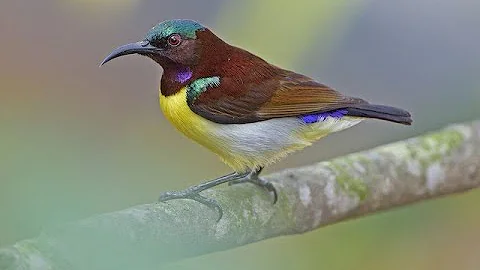The purple-rumped sunbird  (Leptocoma zeylonica), Loten's sunbird (Cinnyris lotenius) - Sri Lanka
