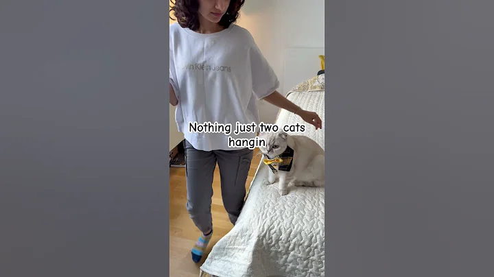 Watch the video about Two cats hangin out 👯👯 #kikicutekitty #bestie #love #soulmates #relatable #scottishfold #fypage