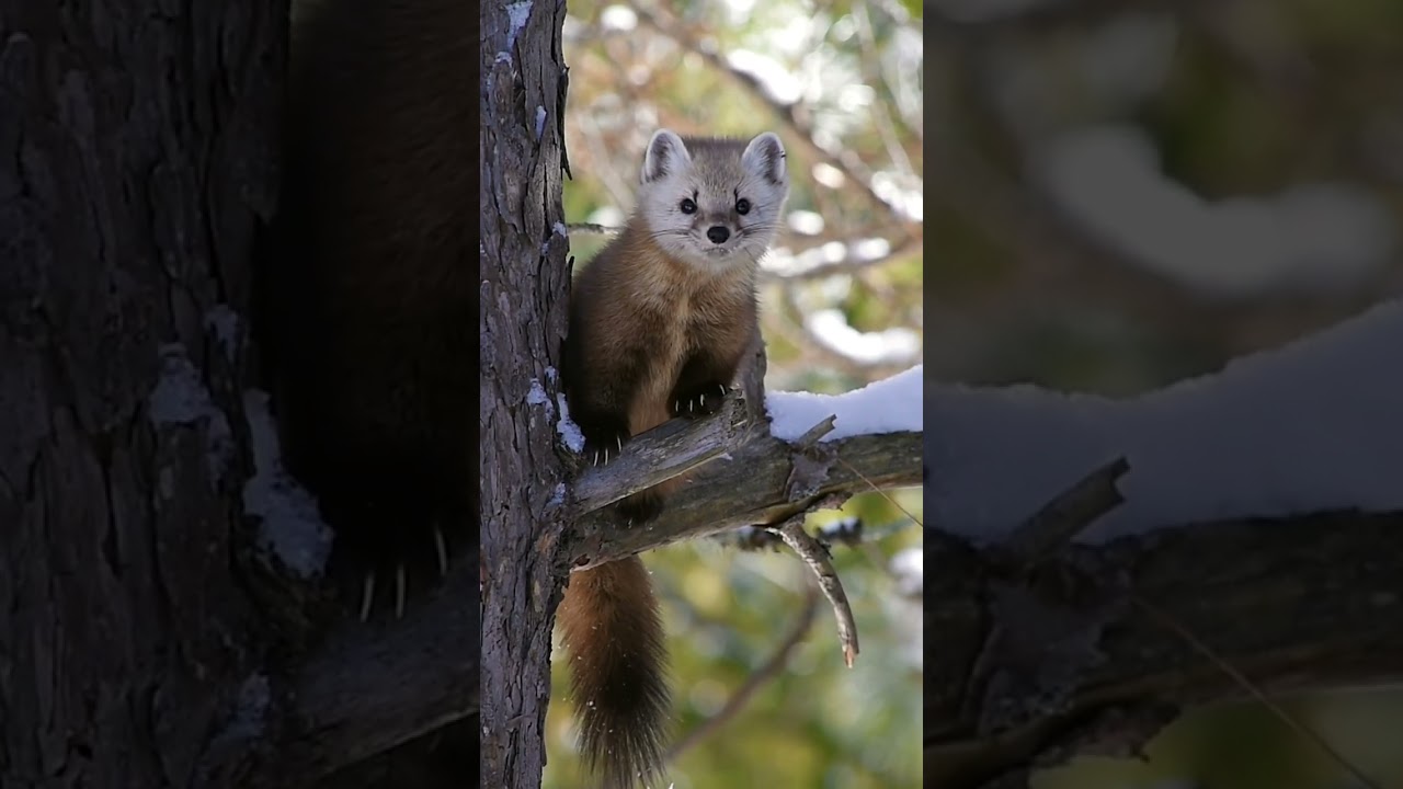 Pine Marten at Algonquin Park 