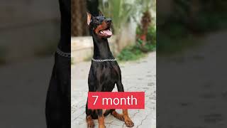 Doberman puppies size to 2 year complete #doglover #doberman #youtubeshorts #shorts