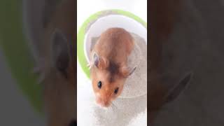 Watch Kenickie Millionaire Sweeper video