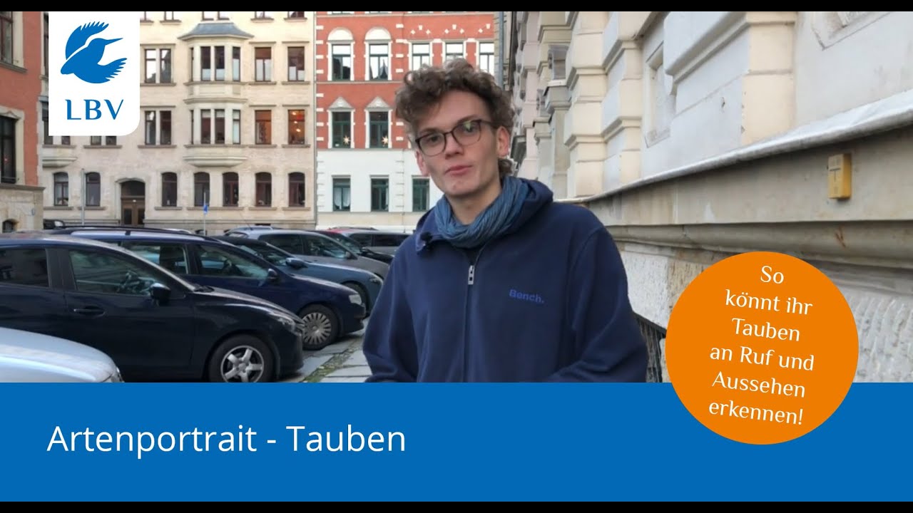 Arteninfo Tauben