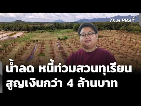 Floodwaters Recede, Debt Overwhelms Durian Orchards: Over 4 Million Baht Lost | Evening News | Oc...
