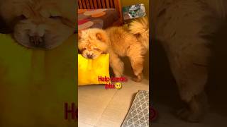 Watch till the end for that try hard face#chowchow#funny#dogshorts#dogs#doglover#doglife#cute#teddy