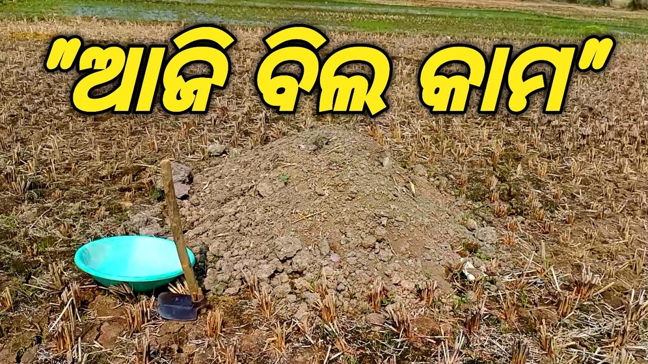 ପୁଣିଥରେ ଆଜି ଖତ ବୁଣିବା ପାଇଁ ଗଲି 😁😍 || Village Agriculture Vlog || Darbar Pur Toka ||