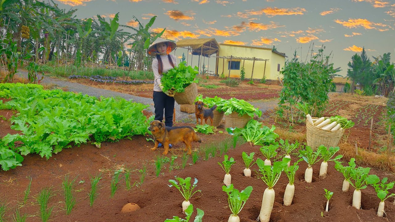 Harvest Giant Northwest Mustard Greens & Radish To Sell At The Market, Buy More Vegetables To Plant.