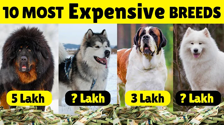 Top 10 Most Expensive Dog Breeds In India | Most Expensive Dog Breeds 🐕 thumbnail