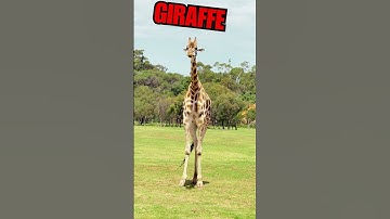 giraffe
