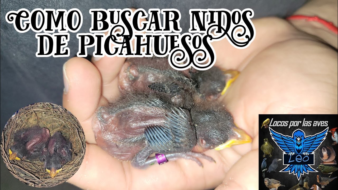Como buscar nidos de picahuesos o juan chiviro