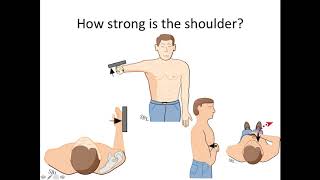 The Normal Shoulder: What You Need to Know