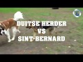 Duitse herder vs Sint Bernard
