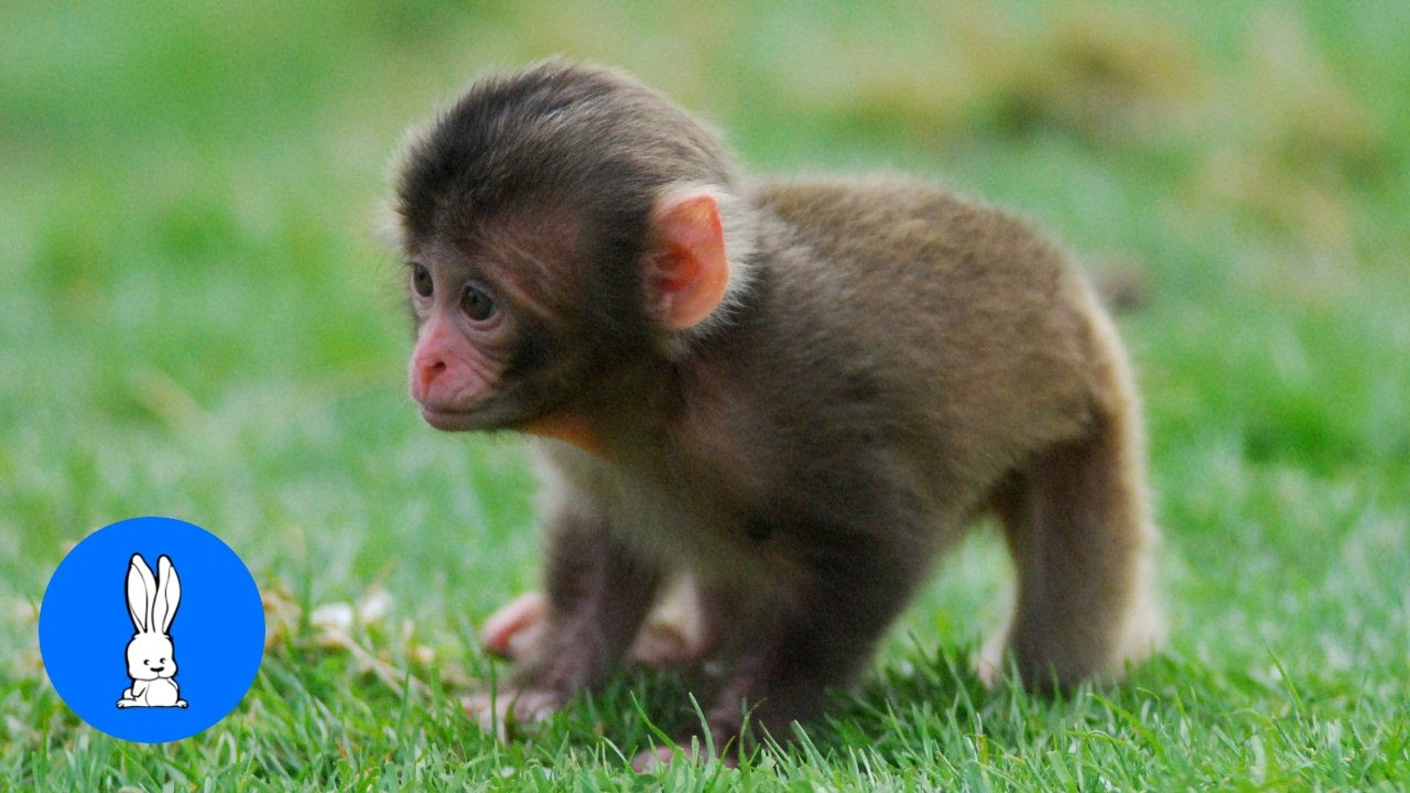 cute baby monkeys pictures