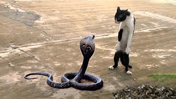 10 Most Fearless Animals in the World