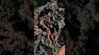 #redwigglers #worms #gardening #composting #vermicompost #vermicomposting #nature #craigscompost