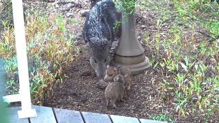 Javelina Babies playing by KJWVideo 6,535 views 6 years ago 2 minutes, 46 seconds