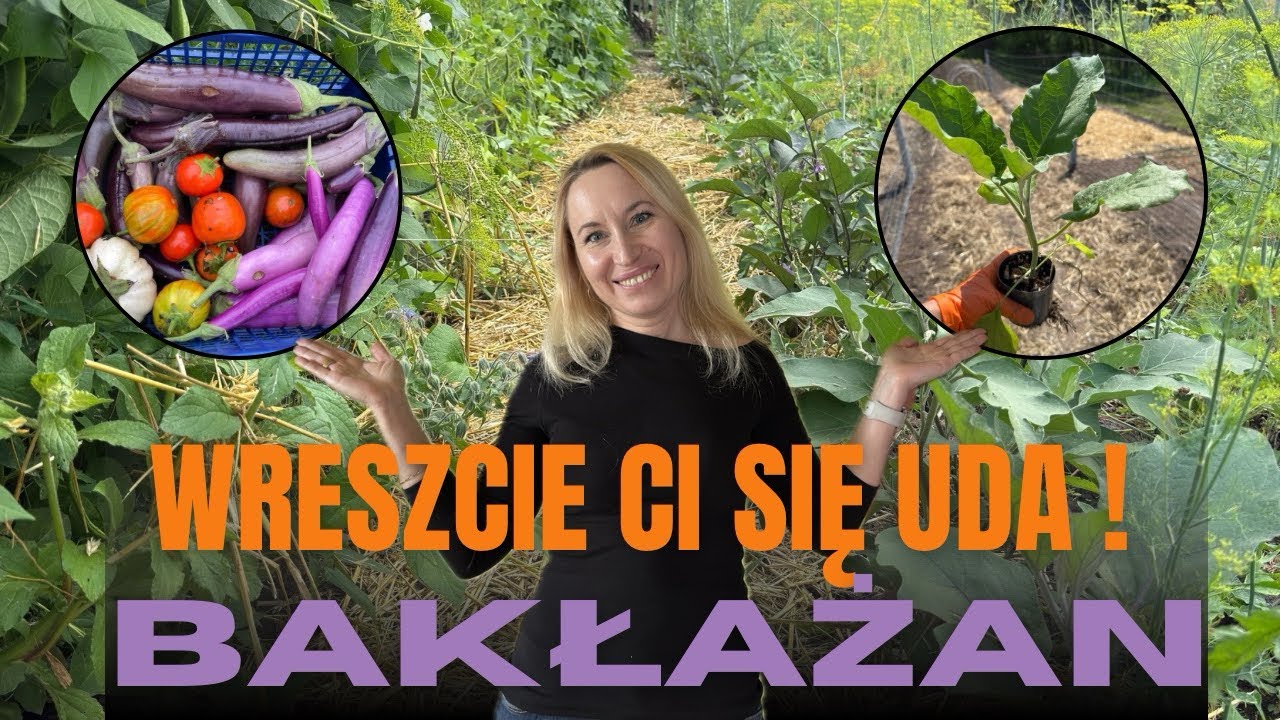 Wielki Wysiew Bakłażanów: Od Klasyki po Egzotykę (11 Odmian!) | The Big Eggplant Sowing