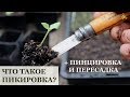 Что такое пикировка, пинцировка и пересадка перевалкой?