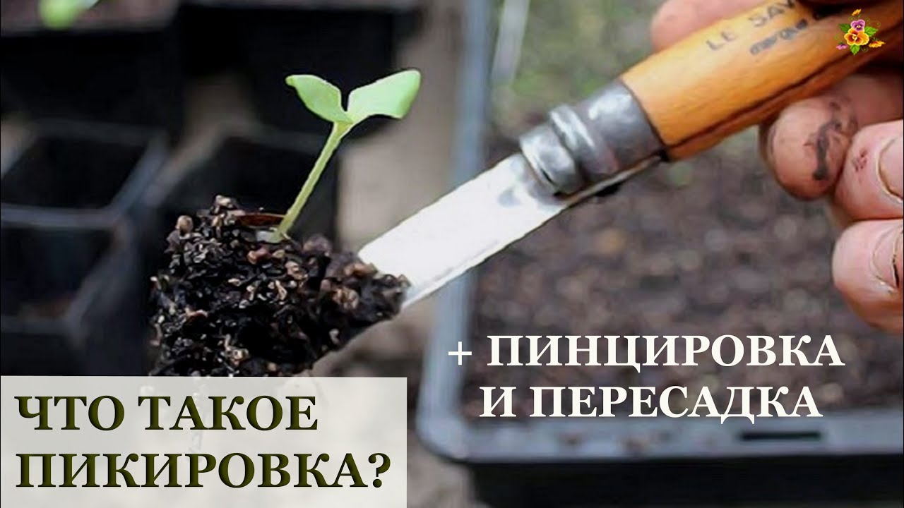 Пикировка рассады томатов в марте 2024 г. Пикирование рассады помидор. Что такое пикировка рассады помидоров. Пикировать рассаду что это. Перевалка рассады.