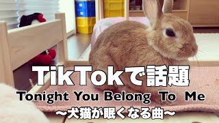 TikTokで話題の犬、猫が聴くと眠くなる曲！をウサギに聴かせてみた　#1023