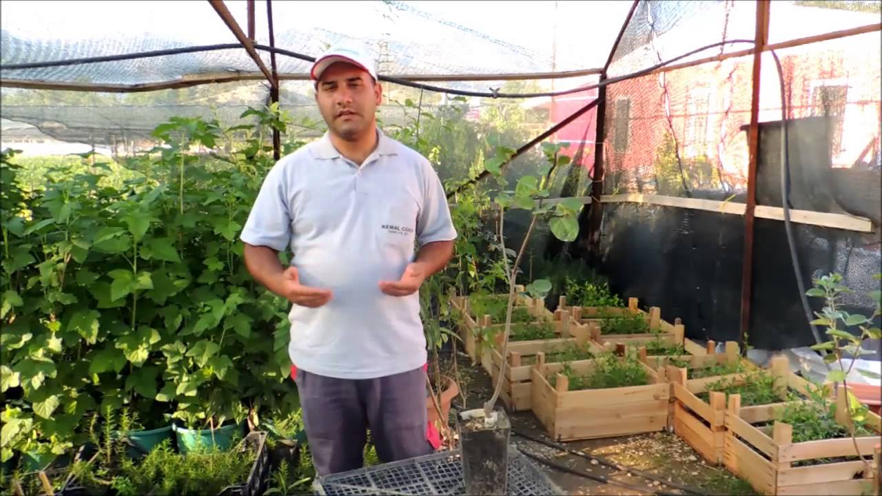 Eşme Ayvası Çeşidi Özellikler Verimi Ve Fidanı Satışı