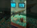 #python #aquaticlife #fish #aquarium #fishtank #animals part 2