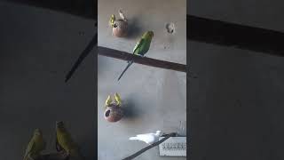 Mix birds budgies🔥#shorts #birds #viralvideo