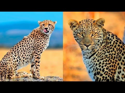 LEOPARD VS CHEETAH GREAT - Who Would Win - YouTube