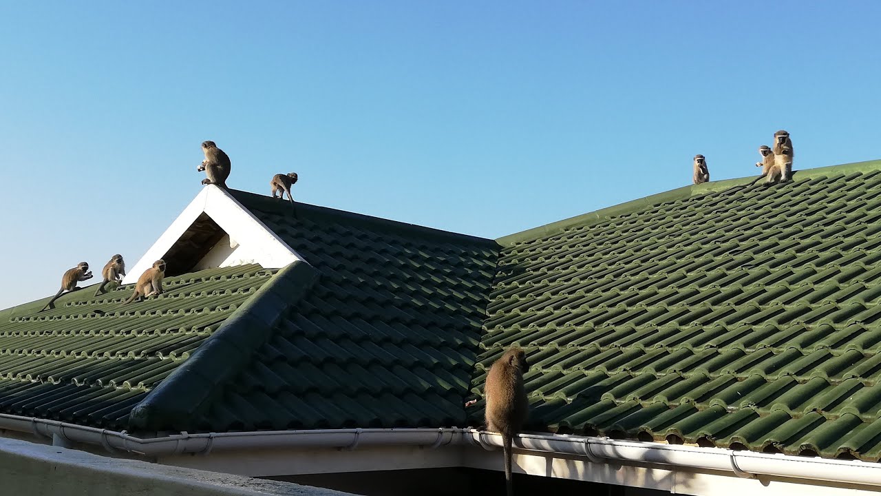 husky siberiano bebe Genetic Coding Part 2👩🏫👨🏫