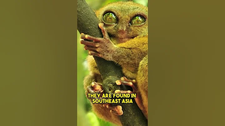 The World's Smallest Carnivorous Primate Found in the Philippines?