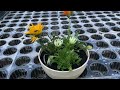 【ガザニア】植え替えして1ヵ月後これからどのように手入れしたらよいか！