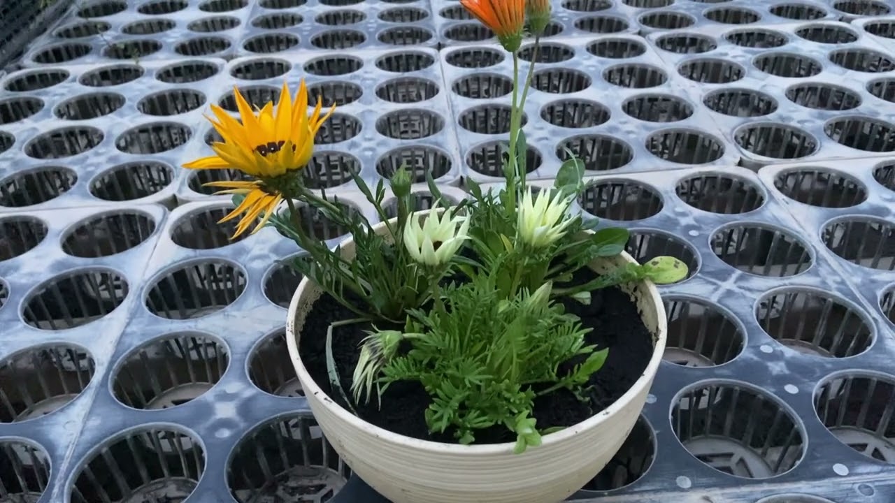 Gazania] How should I care for it one month after repotting? - YouTube