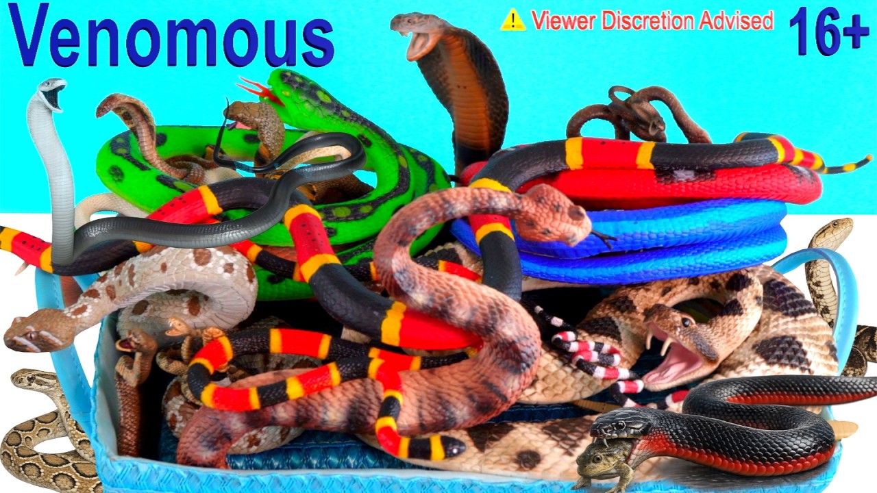 Новые ядовитые змеи: кобра, гадюка, тайпан, змея, черная мамба, гремучая змея, гремучая змея 16+