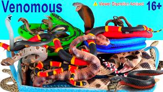 NEW Venomous Snakes, Cobra, Viper, Taipan, Snake, Black Mamba, Sidewinder,  Rattlesnake 16+