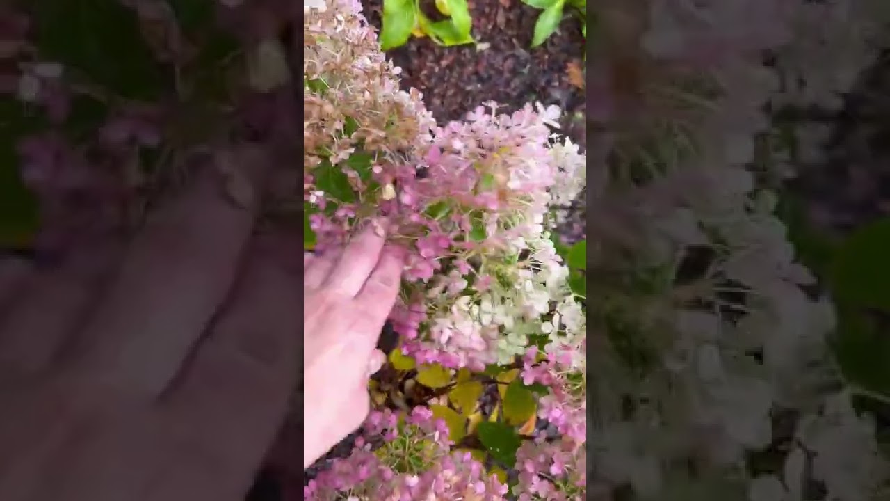 Метельчатая гортензия Бобо в конце сентября