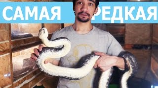 САМАЯ РЕДКАЯ В МИРЕ ЗМЕЯ (не кликбайт! серьезно)