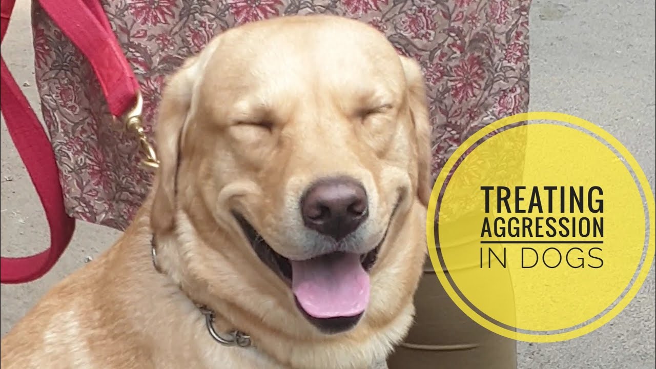 Treating aggression in dogs using therapy YouTube