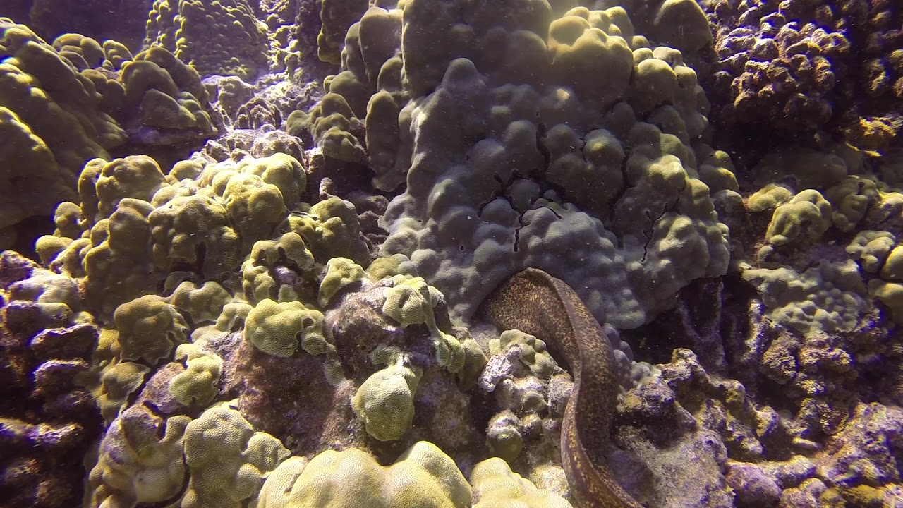 Eating Octopus 1 YouTube