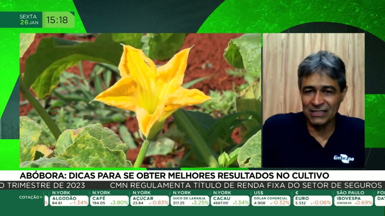 Abóbora: dicas para se obter melhores resultados no cultivo