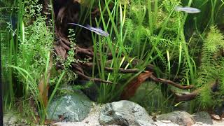 #BADC2020 / The coastal area of the Moctezuma river, Tamazunchale, San Luis Potosi, Mexico, 156 L