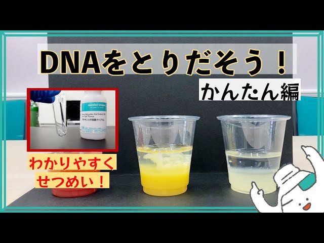 DNAをとりだそう