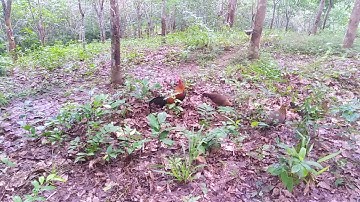 ູnyob ib tsoom phooj ywg leej xav tau qaib dib hu rau kuv0305031992