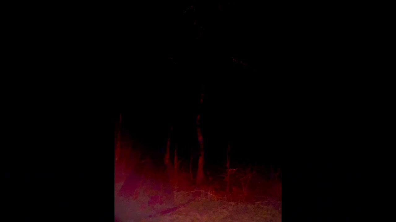 Raven Coal - The Lost Woods